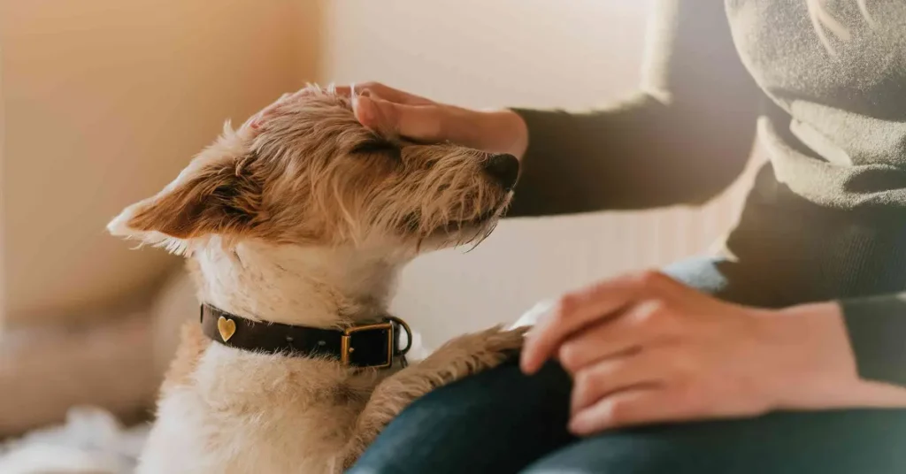 Pandemic Puppies: Why 2020 Dogs Need Socialisation Help in 2025